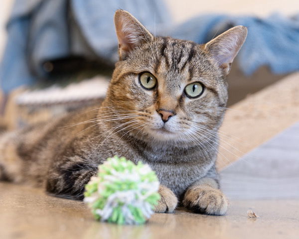 adoptable Cat in Waterford, VA named HONEY BADGER