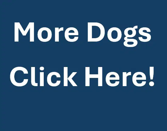 More Dogs - Golden Retriever