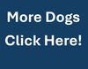adoptable Dog in waterford, VA named MORE DOGS