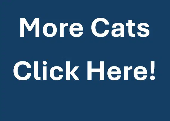 More Cats - Domestic Short Hair