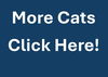adoptable Cat in waterford, VA named MORE CATS