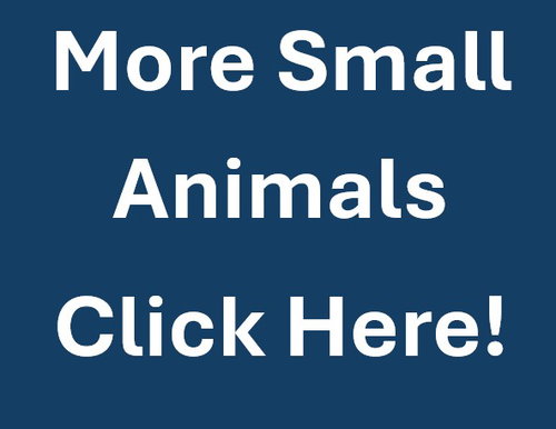 MORE SMALL ANIMALS - Netherland Dwarf available for adoption