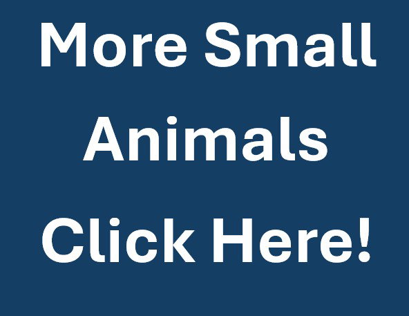 MORE SMALL ANIMALS