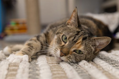 picture of the cat needing adoption
