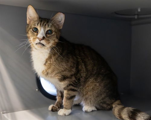 picture of the cat needing adoption