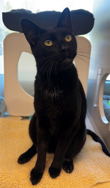 picture of the cat needing adoption