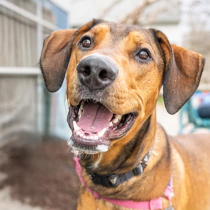 adoptable Dog in Waterford, VA named TEDDY