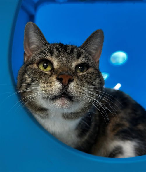 picture of the cat needing adoption