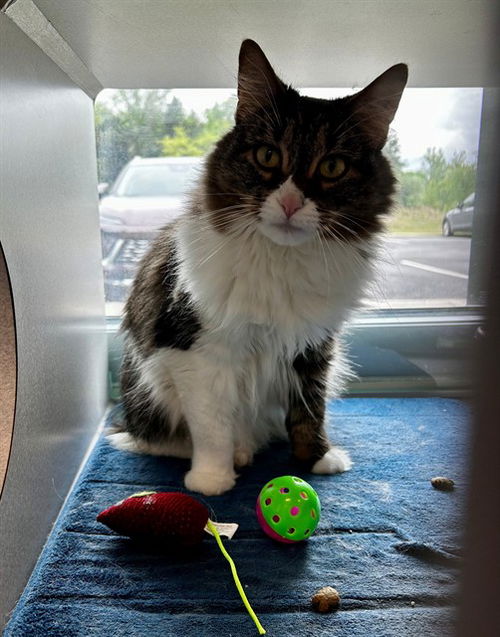 picture of the cat needing adoption