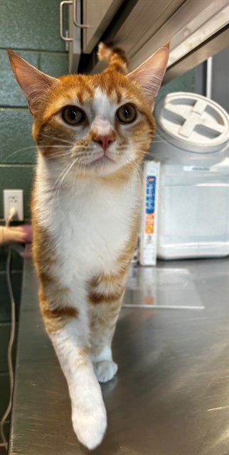 picture of the cat needing adoption