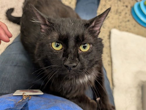 picture of the cat needing adoption