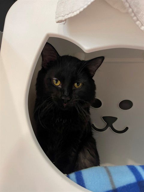 picture of the cat needing adoption