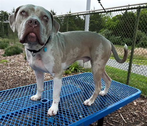 picture of the dog needing adoption