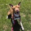 adoptable Dog in  named CLEO