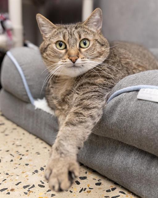 adoptable Cat in Waterford, VA named MIMI