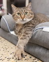 adoptable Cat in waterford, VA named MIMI