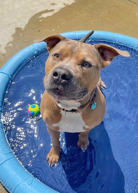 adoptable Dog in Waterford, VA named JUPITER
