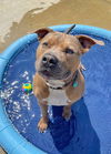 adoptable Dog in waterford, VA named JUPITER