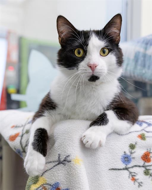 adoptable Cat in Waterford, VA named PAPA