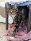 adoptable Cat in waterford, VA named MITCH
