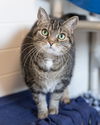adoptable Cat in waterford, VA named MAISY