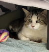 adoptable Cat in waterford, VA named SPIKE