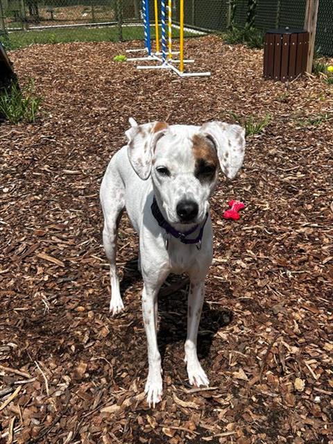 adoptable Dog in Waterford, VA named COTTAGE