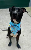 adoptable Dog in  named CADE