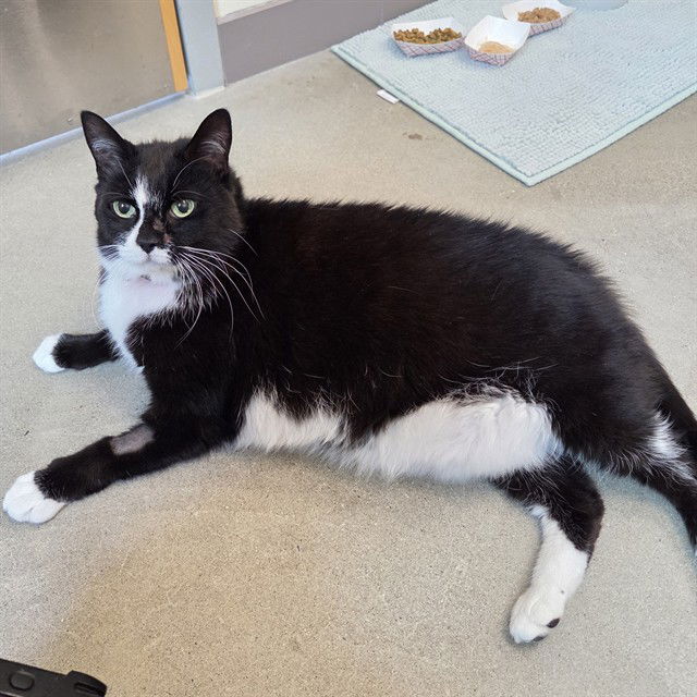 adoptable Cat in Waterford, VA named BALLOON