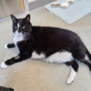 adoptable Cat in Waterford, VA named BALLOON