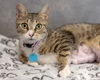 adoptable Cat in waterford, VA named TIRAMISU