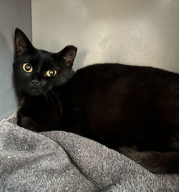 adoptable Cat in Waterford, VA named COUNTESS MEOWINGTON