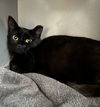 adoptable Cat in waterford, VA named COUNTESS MEOWINGTON
