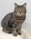 adoptable Cat in waterford, VA named STELLA