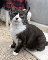 adoptable Cat in waterford, VA named JOSIE