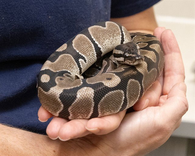 adoptable Snake in Waterford, VA named DRACO