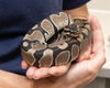 adoptable Snake in waterford, VA named DRACO