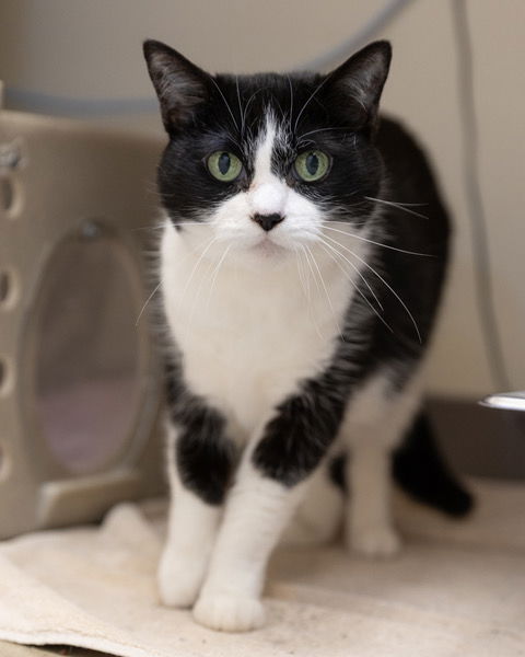 adoptable Cat in Waterford, VA named MUNCH-O