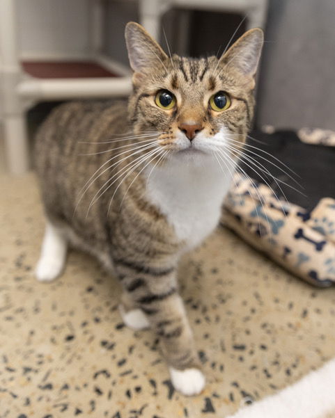 adoptable Cat in Waterford, VA named YUKI