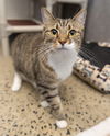 adoptable Cat in waterford, VA named YUKI