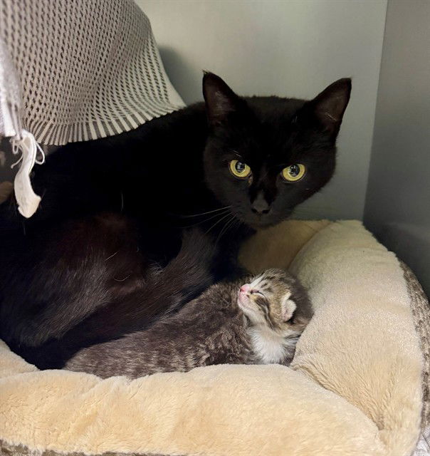 adoptable Cat in Waterford, VA named OLIVE