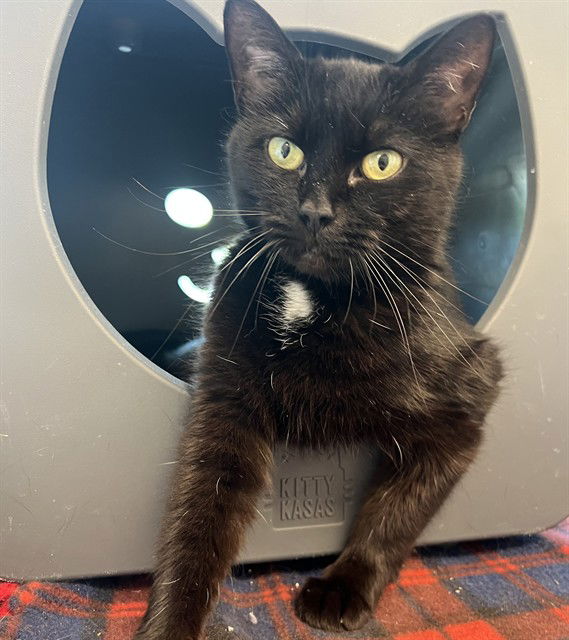 adoptable Cat in Waterford, VA named OLIVE