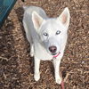 adoptable Dog in waterford, VA named FLORA