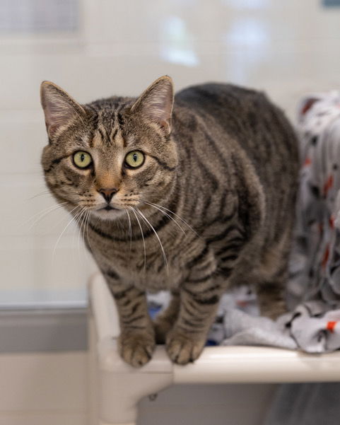 adoptable Cat in Waterford, VA named PHENIX