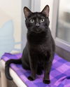 adoptable Cat in Waterford, VA named CHARLIE