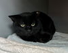 adoptable Cat in Waterford, VA named BOCKE