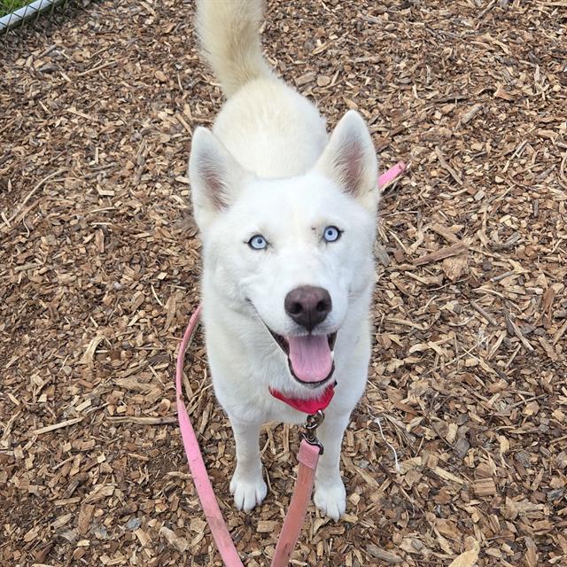 adoptable Dog in Waterford, VA named CLEMENTINE