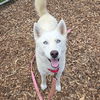 adoptable Dog in  named CLEMENTINE