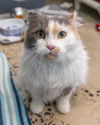 adoptable Cat in waterford, VA named SNUGGLES