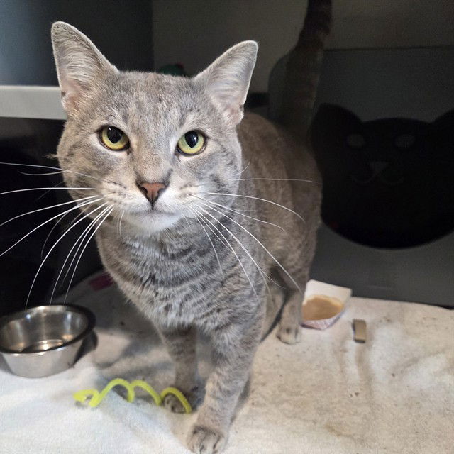 adoptable Cat in Waterford, VA named BLUE